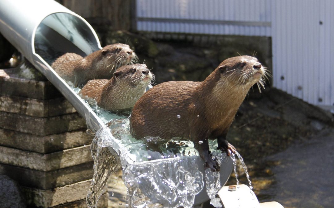 Interessante zeeotterinformatie