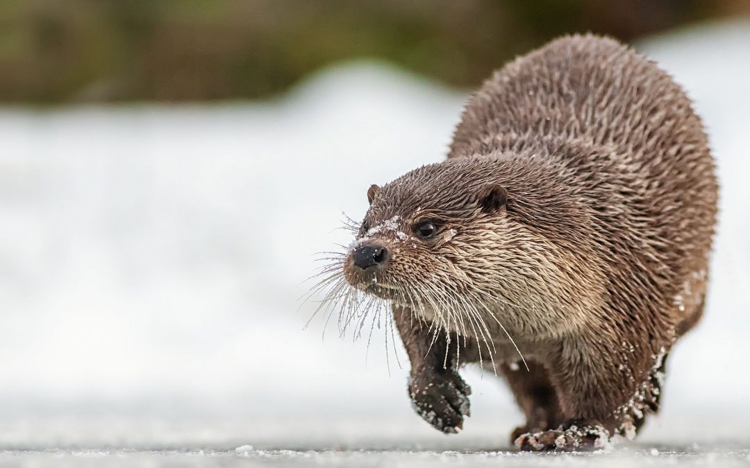 Aziatische Tiny Clawed Otter