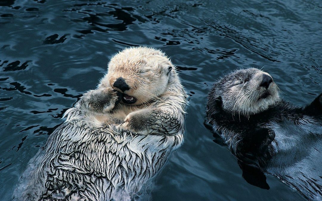 Otter baby’s zijn charmant