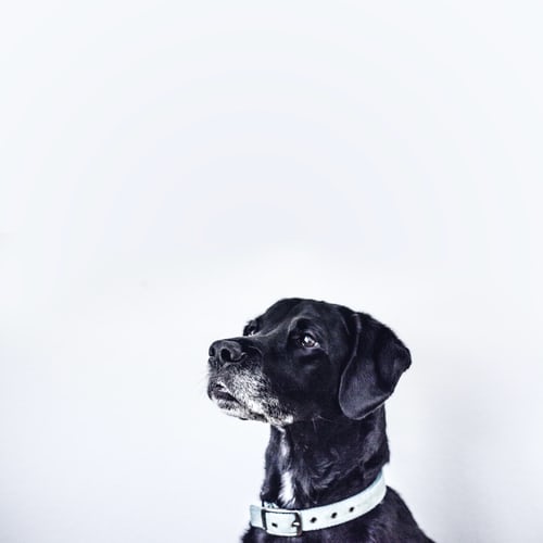 Waar heeft mijn hond last van?