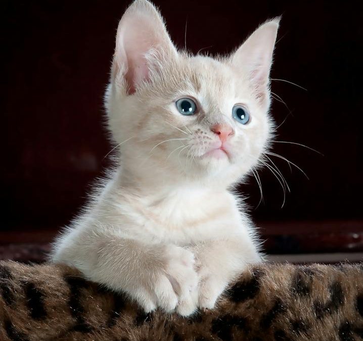 Wat kan een huisdierenverzekering betekenen voor jouw kat?